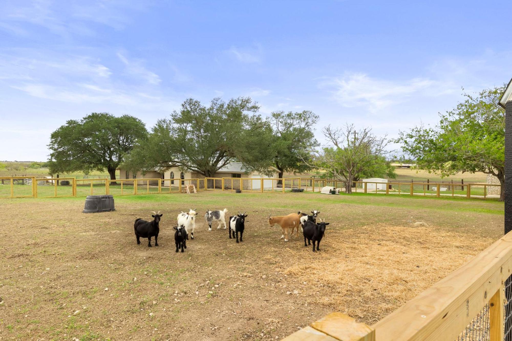 Villa Farm Retreat With Jacuzzi, Fire Pit, Mini Goats, Mini Ponies And Mini Cows San Marcos Zimmer foto